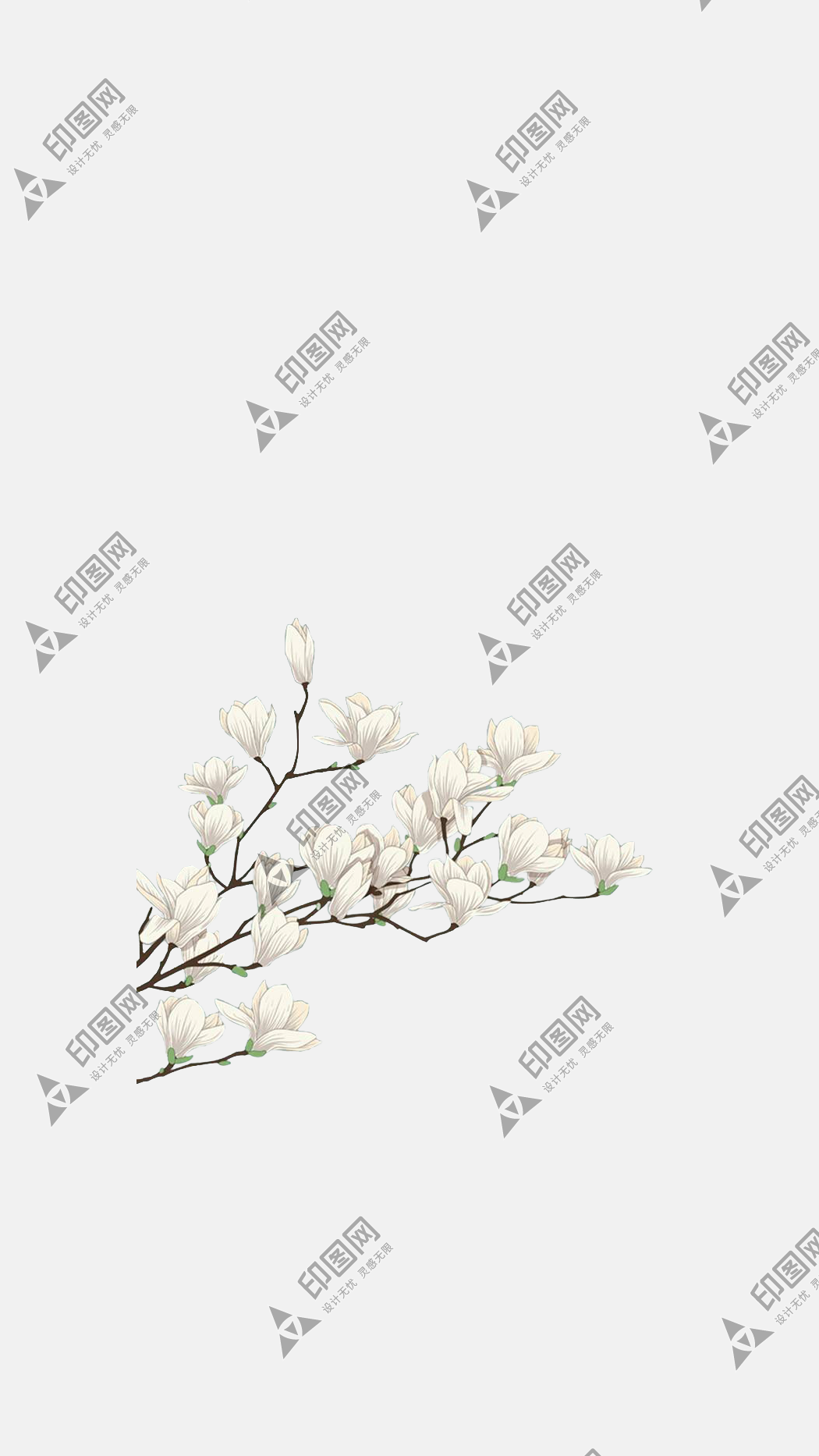 玉蘭花