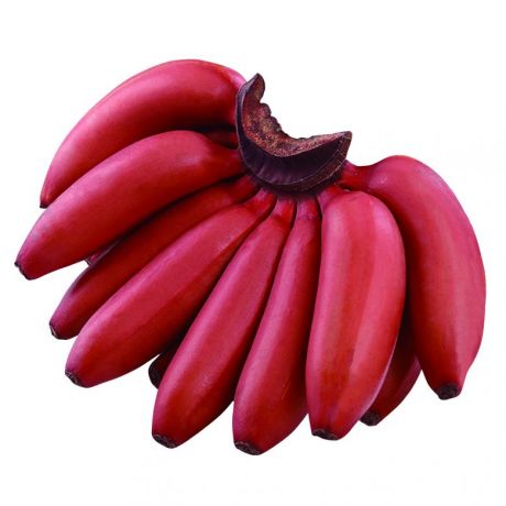 红蕉