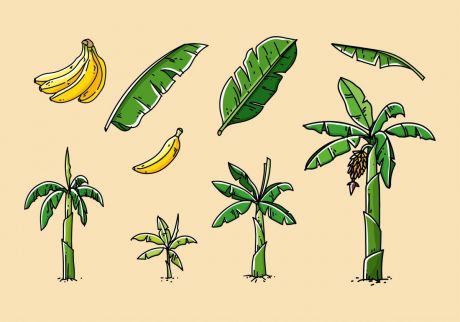 手绘香蕉手绘香蕉树