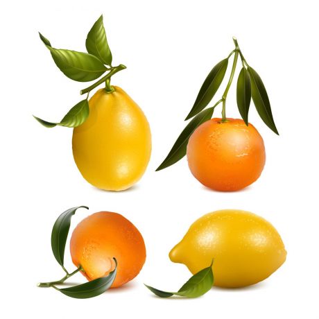 新鲜橙子和柠檬矢量素材
