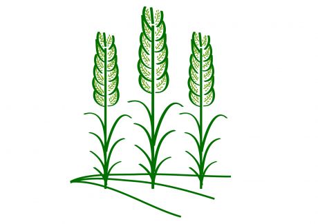农业植物麦穗矢量图形图标