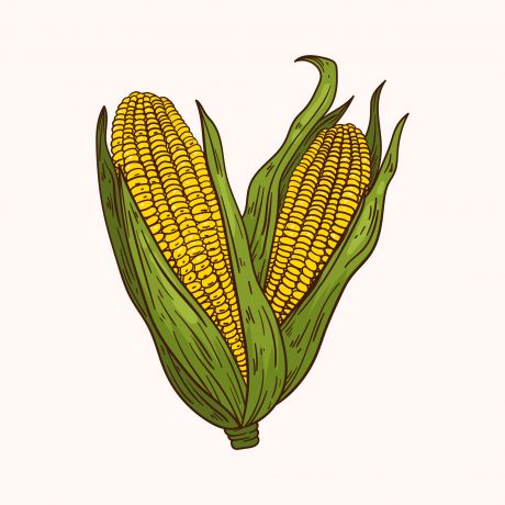 手绘玉米矢量插图
