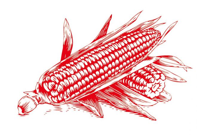 玉米手绘装饰案矢量图