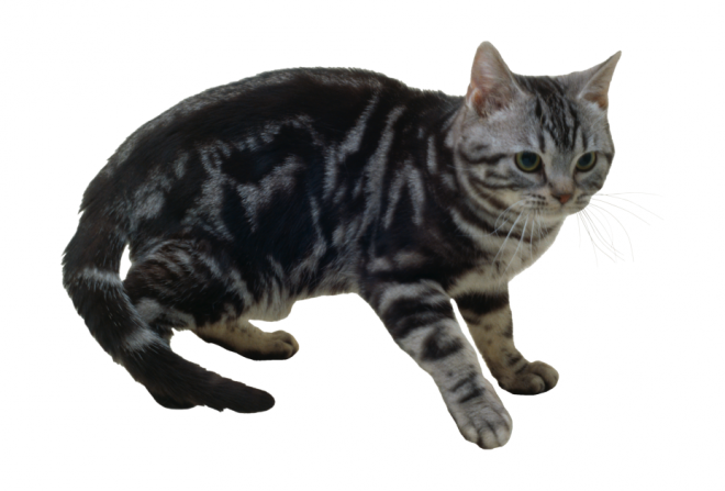貓_貓咪_小貓_cat_PNG50428