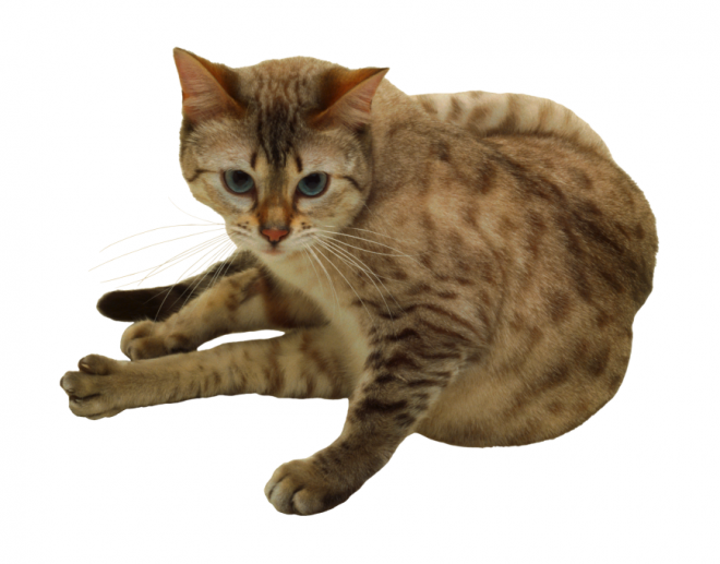 貓_貓咪_小貓_cat_PNG50441