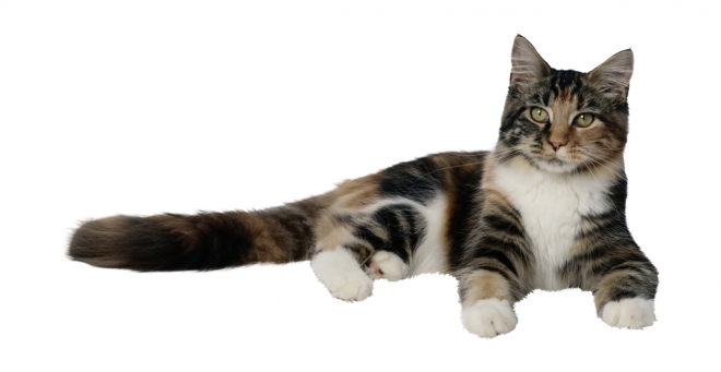 貓_貓咪_小貓_cat_PNG50435