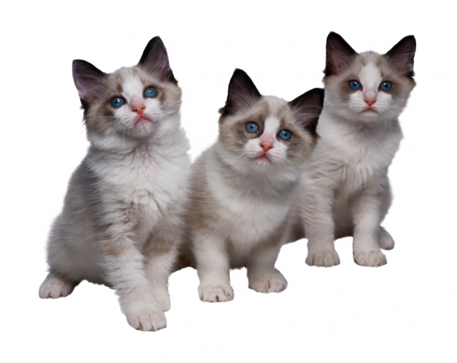 貓_貓咪_小貓_cat_PNG50496