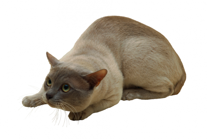 貓_貓咪_小貓_cat_PNG50453