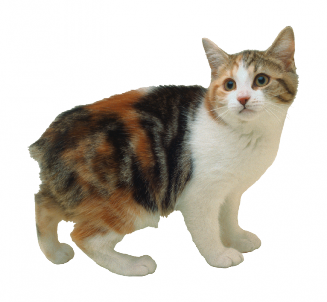 貓_貓咪_小貓_cat_PNG50449