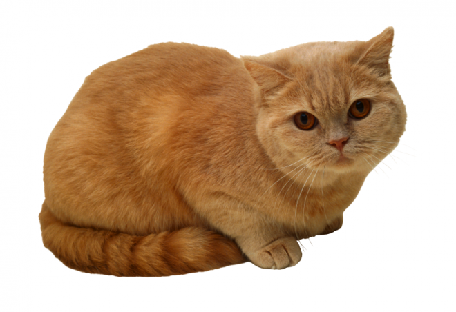 貓_貓咪_小貓_cat_PNG50446