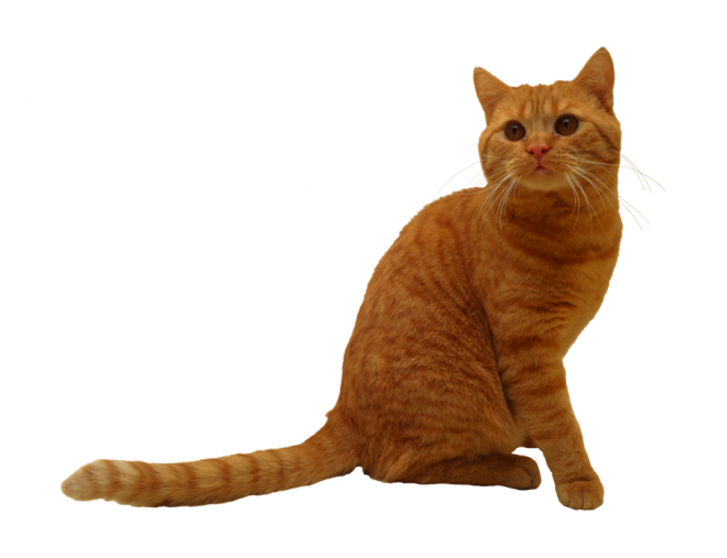 貓_貓咪_小貓_cat_PNG50442
