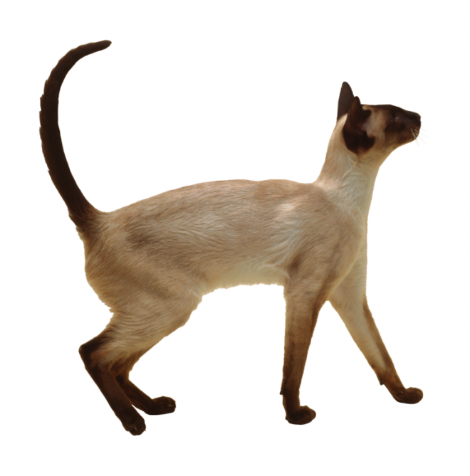 貓_貓咪_小貓_cat_PNG50450