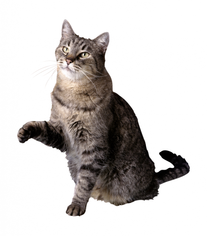 貓_貓咪_小貓_cat_PNG50438