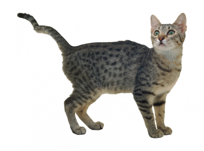 貓_貓咪_小貓_cat_PNG50427