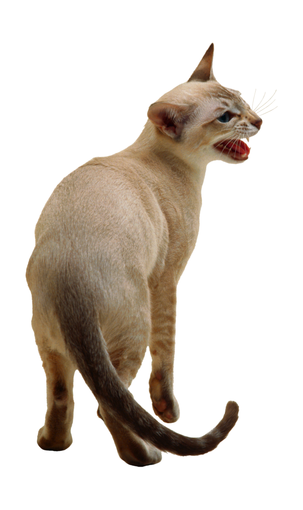 貓_貓咪_小貓_cat_PNG50451