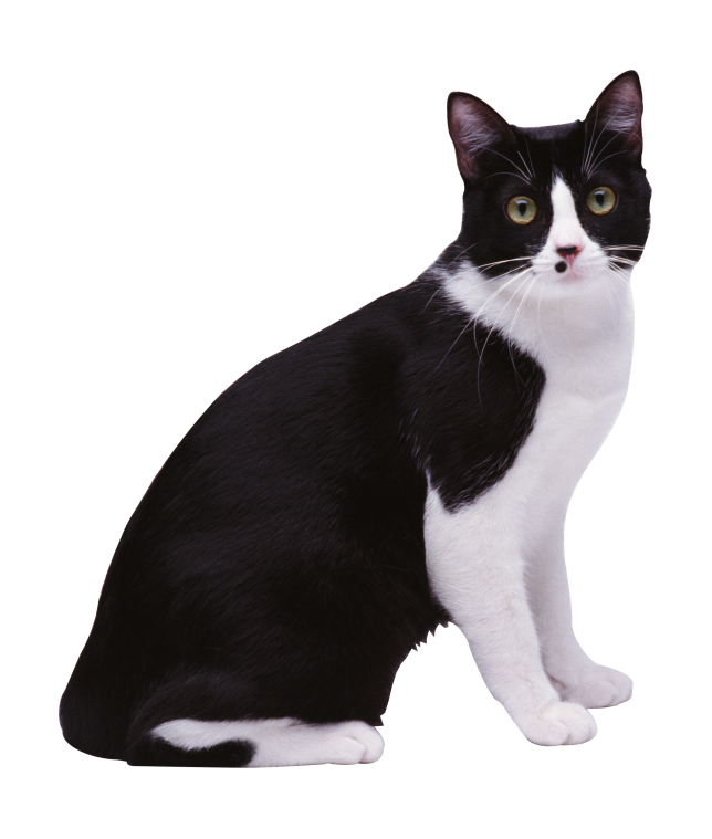 貓_貓咪_小貓_cat_PNG50430