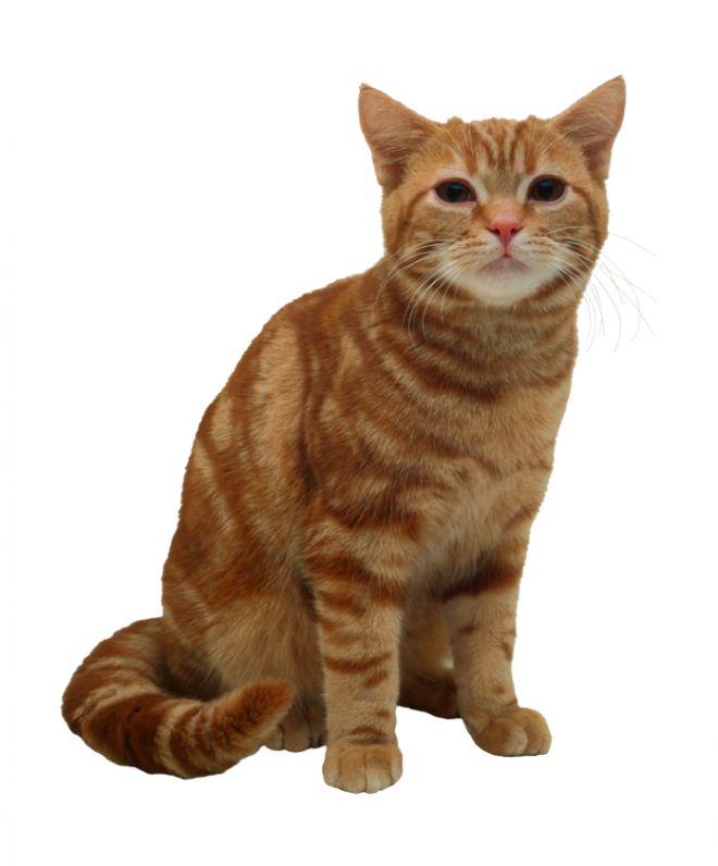 貓_貓咪_小貓_cat_PNG50447