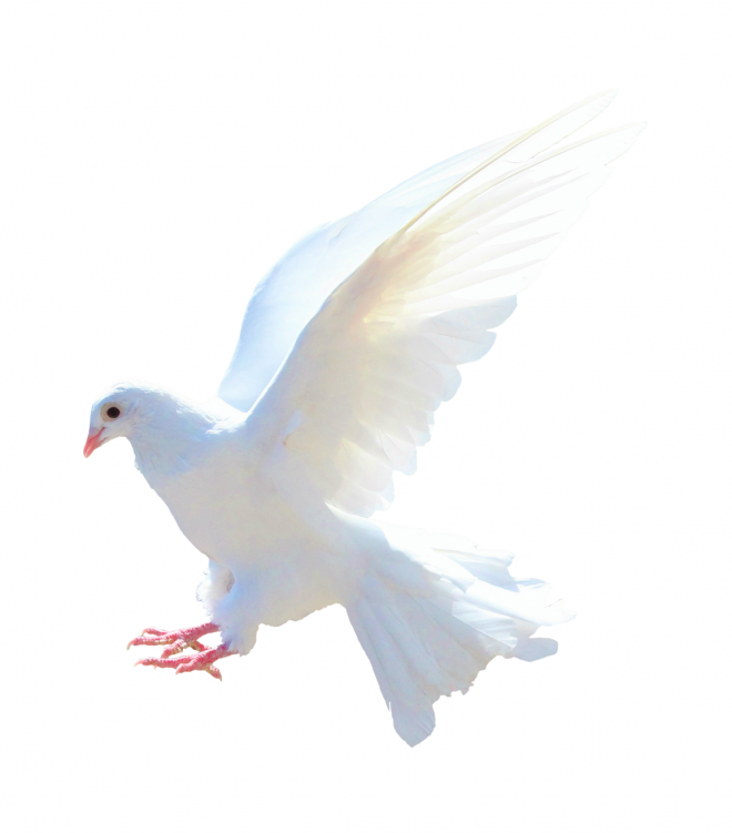 白鴿_和平鴿_鴿子_鳥類_鵓鴿_white_dove