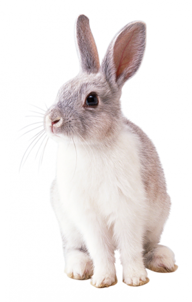 动物_1231棕白色小兔子