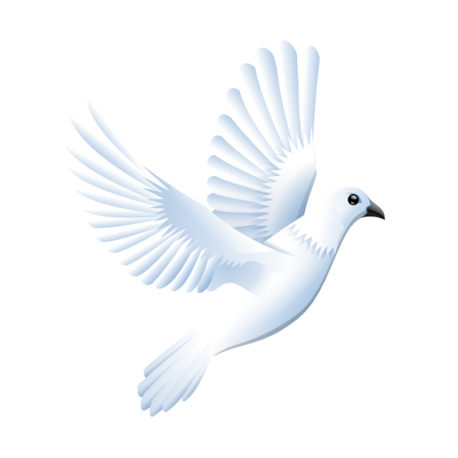 白鴿_和平鴿_鴿子_鳥類_鵓鴿_white_dove