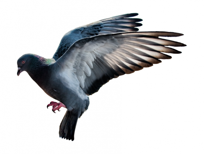 鳥_鴿子_鵓鴿_pigeon_pigeon