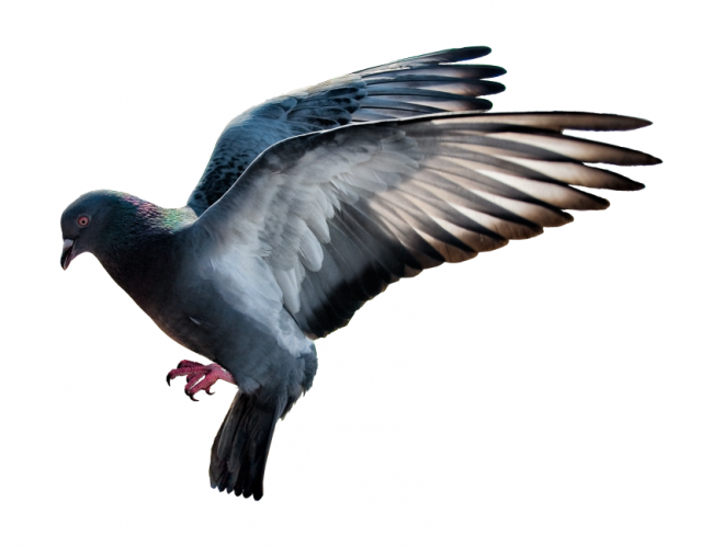 鸟_鸽子_鹁鸽_pigeon_pigeon