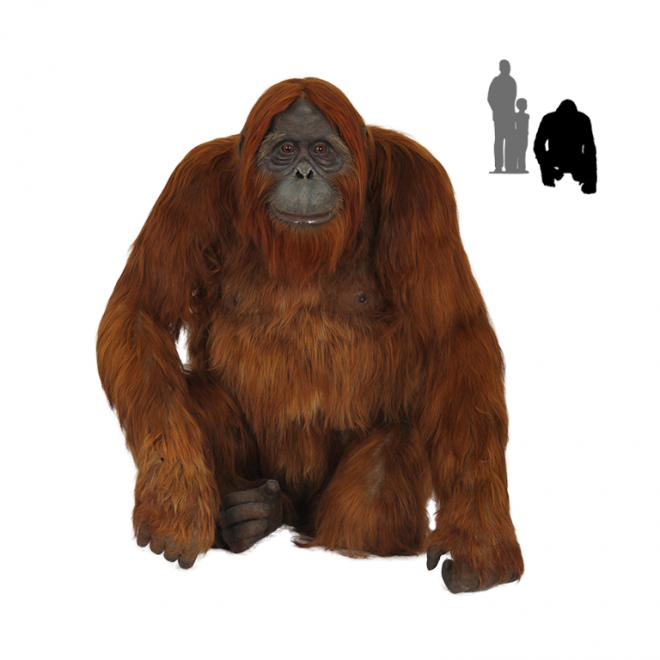 大猩猩_猩猩_orangutan_orangutan