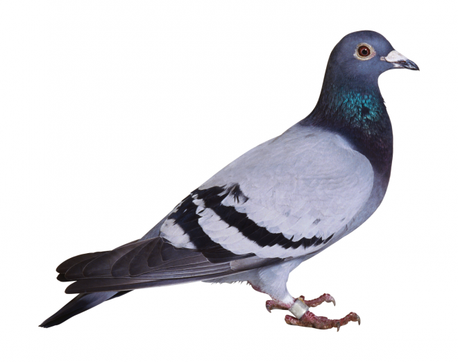 鳥_鴿子_鵓鴿_pigeon_pigeon
