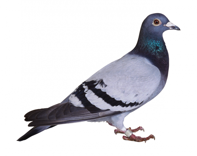 鸟_鸽子_鹁鸽_pigeon_pigeon