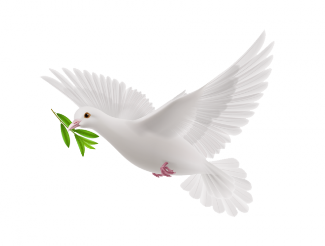 白鴿_和平鴿_鴿子_鳥類_鵓鴿_white_dove