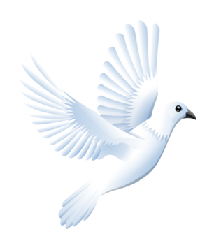 白鴿_和平鴿_鴿子_鳥類_鵓鴿_white_dove