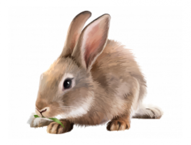 动物_1231兔子2