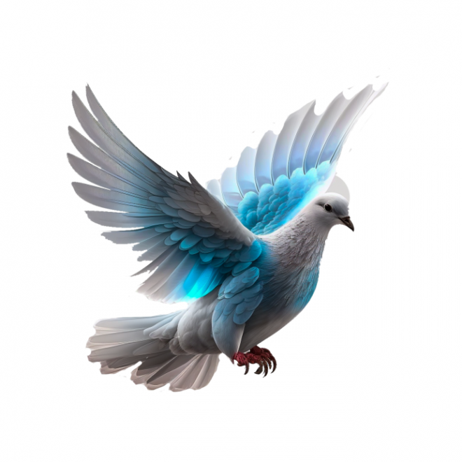 白鴿_和平鴿_鴿子_鳥類_鵓鴿_white_dove