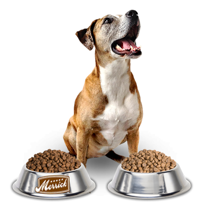 狗糧_狗糧盆_dog_food_dog_food