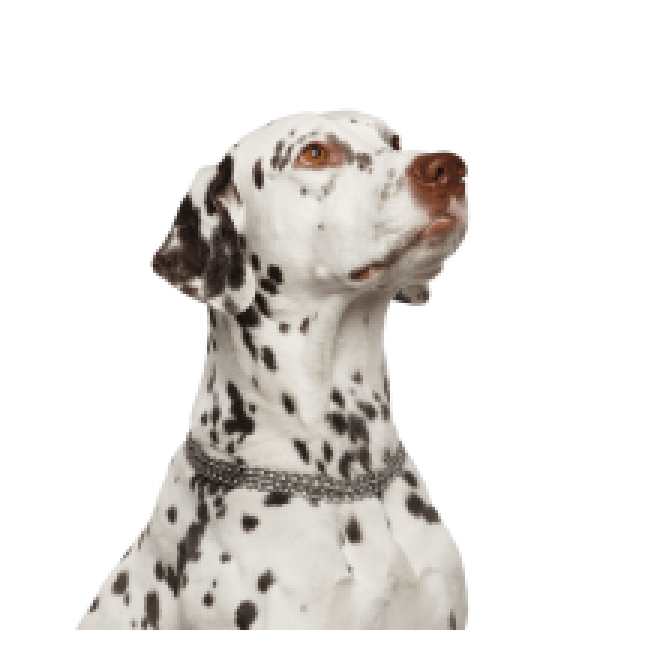 斑點狗_大麥町犬_小丹犬_斑點犬_dalmatian