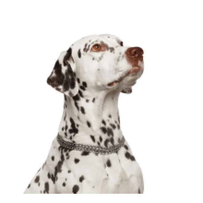 斑点狗_大麦町犬_小丹犬_斑点犬_dalmatian