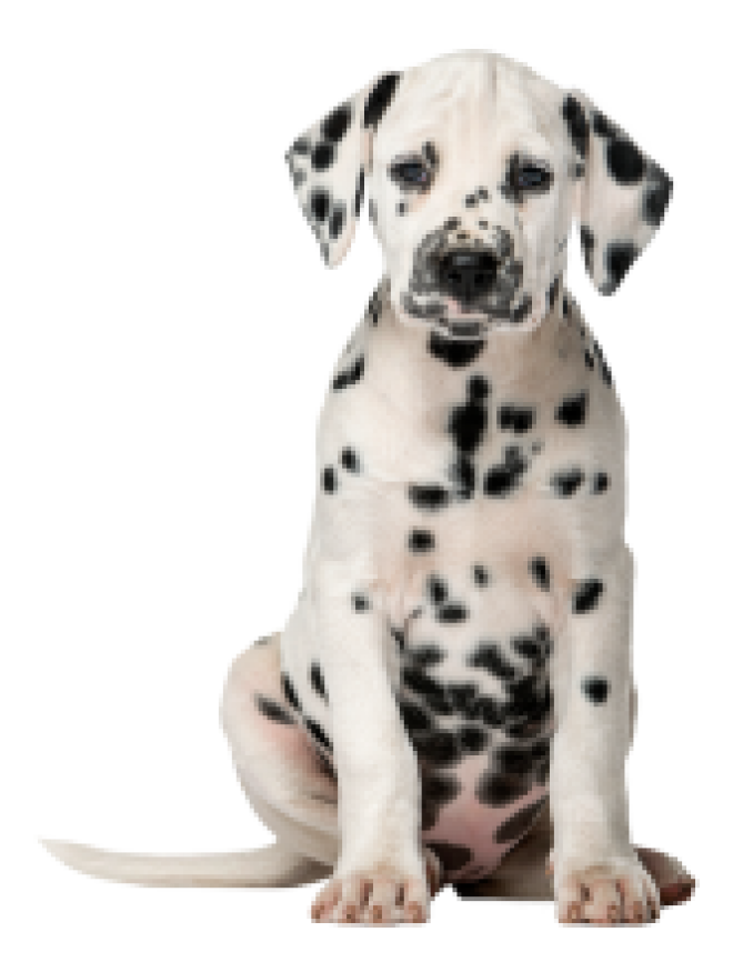 斑點狗_大麥町犬_小丹犬_斑點犬_dalmatian