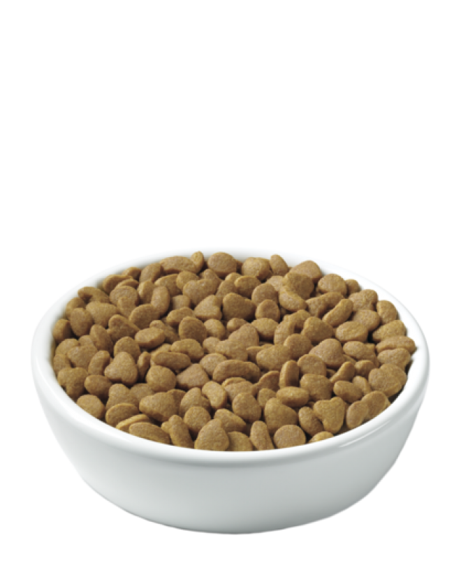 狗糧_狗糧盆_dog_food_dog_food