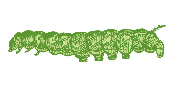 昆蟲_毛毛蟲_caterpillar_caterpillar