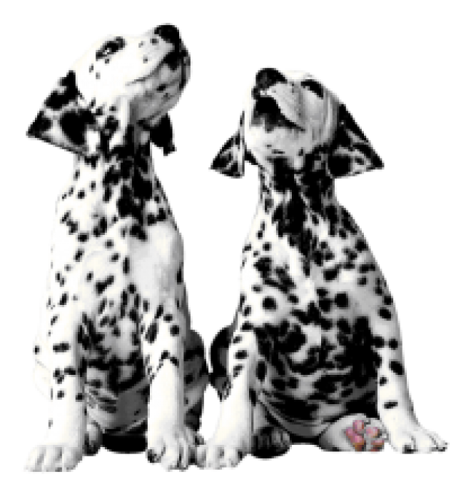 斑點狗_大麥町犬_小丹犬_斑點犬_dalmatian