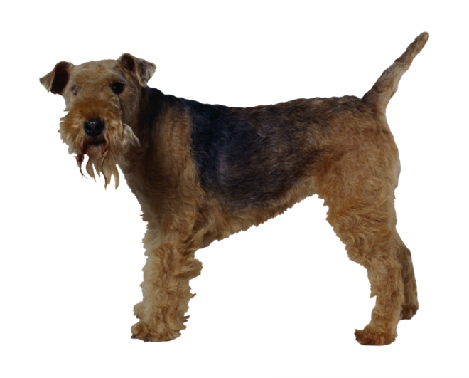 狗_寵物_犬_dog_dog
