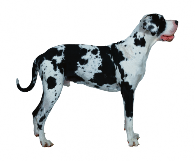 狗_寵物_犬_dog_dog