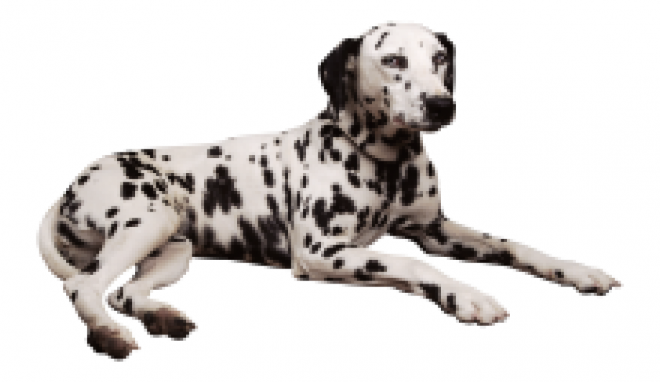 斑點狗_大麥町犬_小丹犬_斑點犬_dalmatian