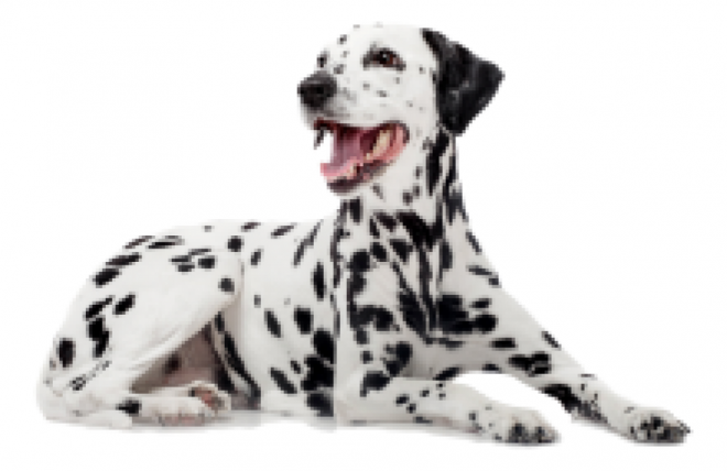斑點狗_大麥町犬_小丹犬_斑點犬_dalmatian