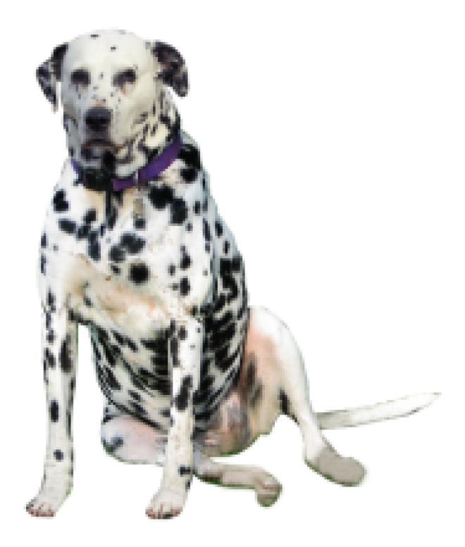 斑點狗_大麥町犬_小丹犬_斑點犬_dalmatian