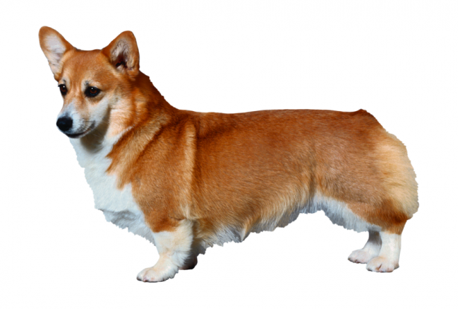 狗_寵物_犬_dog_dog