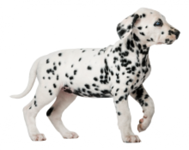 斑點狗_大麥町犬_小丹犬_斑點犬_dalmatian