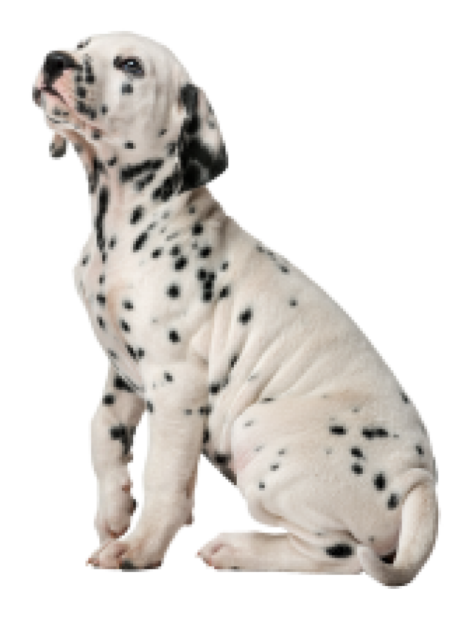 斑點狗_大麥町犬_小丹犬_斑點犬_dalmatian