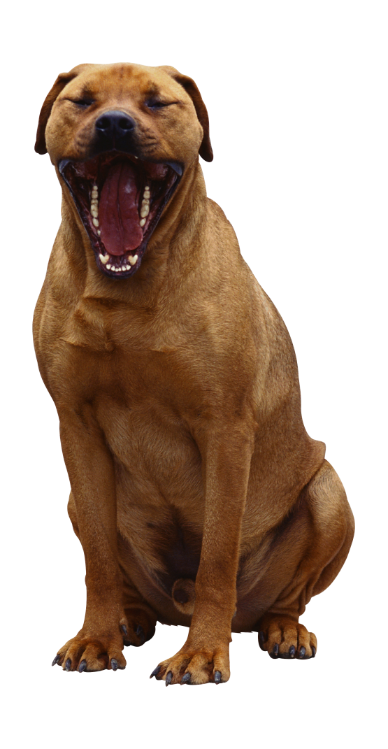 狗_寵物_犬_dog_dog