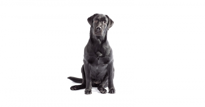 狗_拉布拉多尋回犬_拉拉_獵犬_labrador_retriever